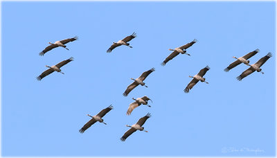 Common Cranes in Flight