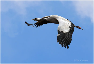 Common Cranes in Flight