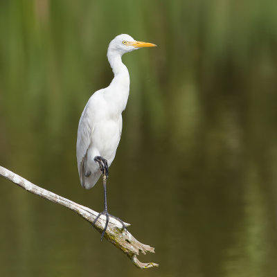 Western Cattle Egret - Koereiger - Hron garde-boeufs