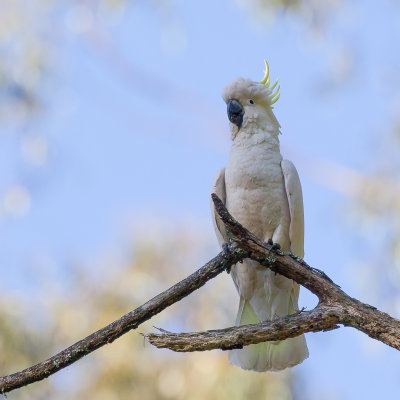 Sulphur-crested Cockatoo - Grote Geelkuifkaketoe - Cacatos  huppe jaune