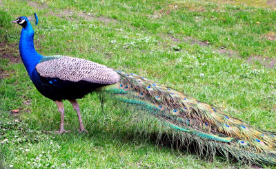 Oviedo Peacock