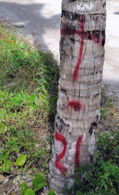 Palm Tree Surveyor Marks