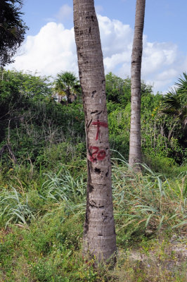 Palm Tree Surveyor Marks