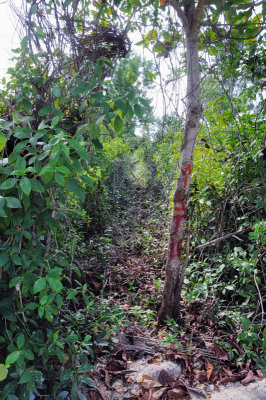 Palm Tree Surveyor Marks And Swath