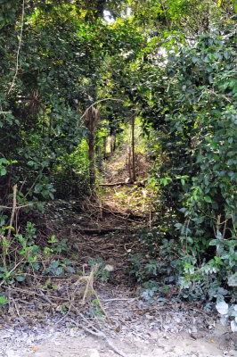 Swath Into The Jungle