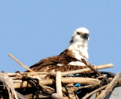 Sea Eagle
