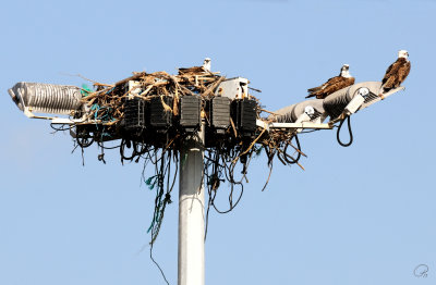 Sea Eagle Nest