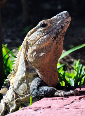 El Cielo Iguana