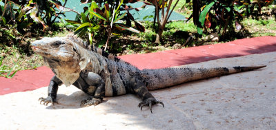 El Cielo Iguana