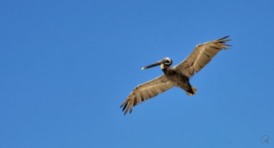 Brown Pelican