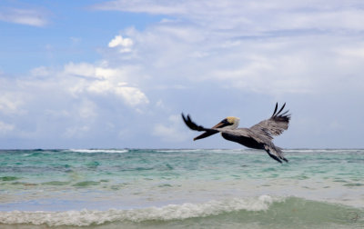 Brown Pelican