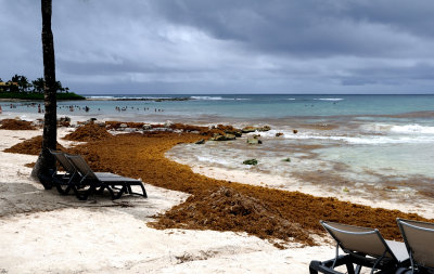Sargassum On The Palace Beach