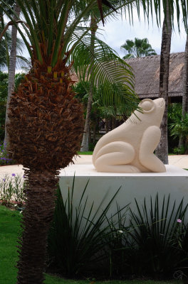 El Cielo Frog With Palm