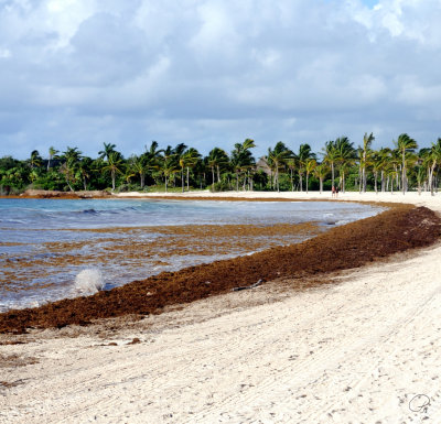Sargassum On The Beach Beach