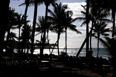 Palms Silhouette