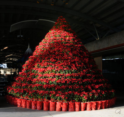 Poinsettia Tree