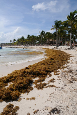 Sargassum Arrives on Our Last Day