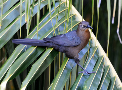 Grackle