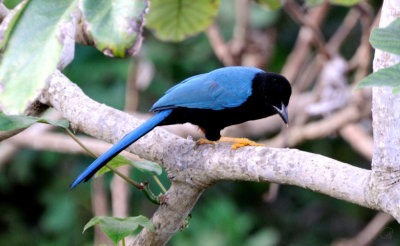 Adult Yucatan Jay