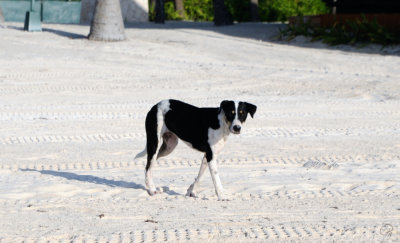 Stray Dog