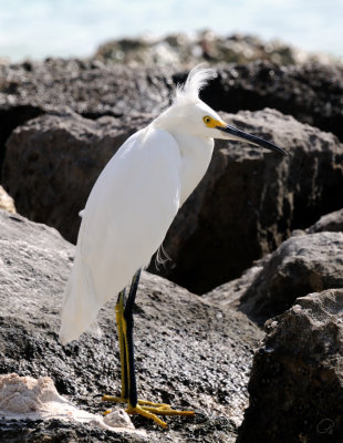 Snowy Egret
