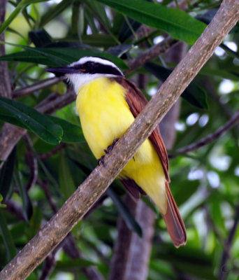 Great Kiskadee