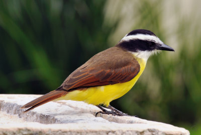 Great Kiskadee
