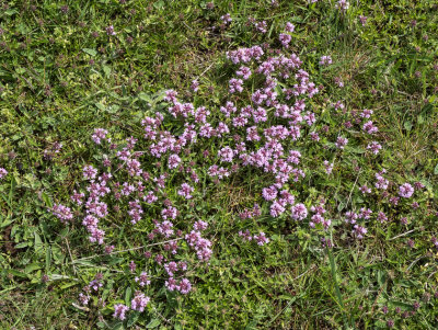  Flowers_01