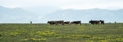  Cattle_ and_ herder 