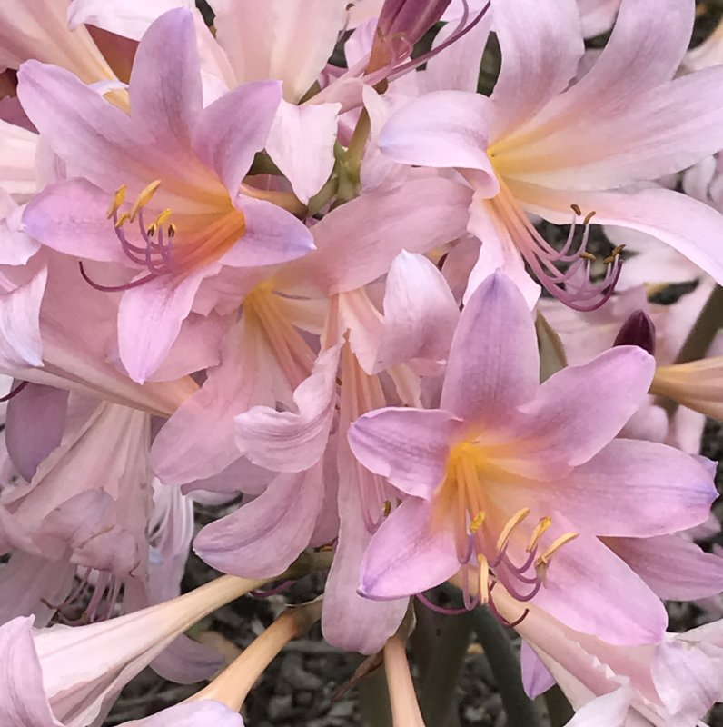 Naked Ladies.jpg