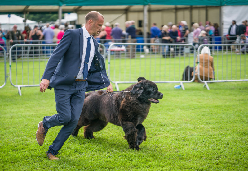 dogshow-runner1.jpg