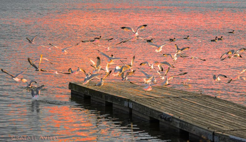 Gulls, gulls, gulls...