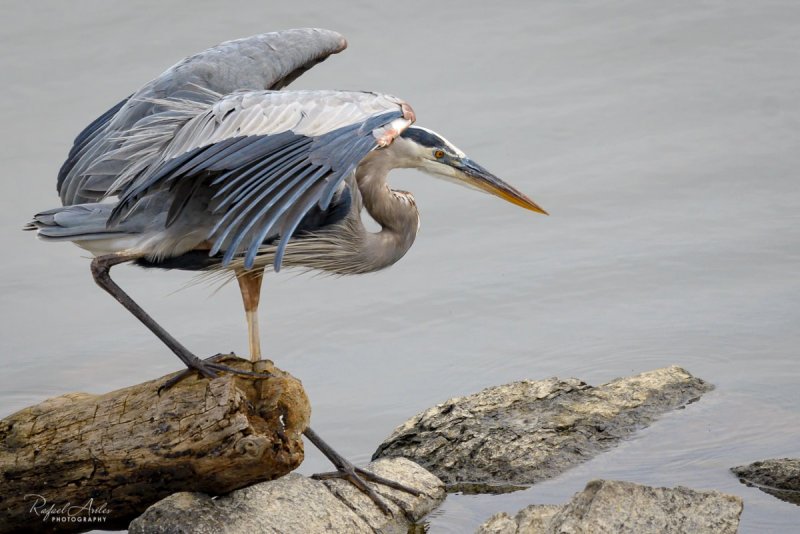 Blue heron on the prowl.