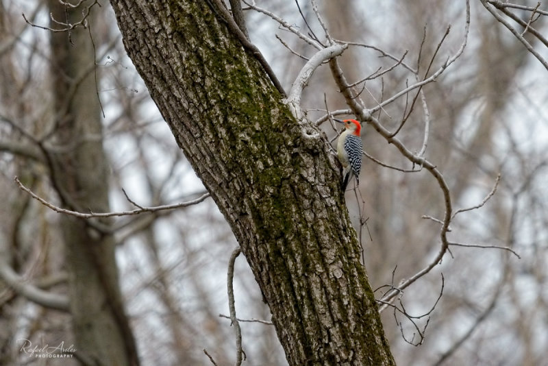 Red-bellied (Woody) woodpecker