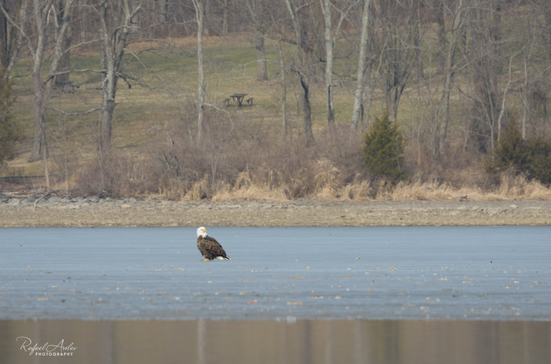 Bald eagle standing on frozen Lake Galena