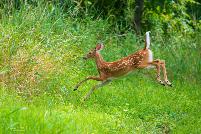 Run, Bambi, run!