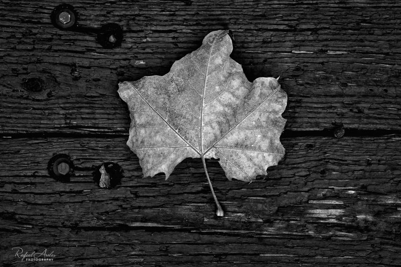 Autumn leaf.