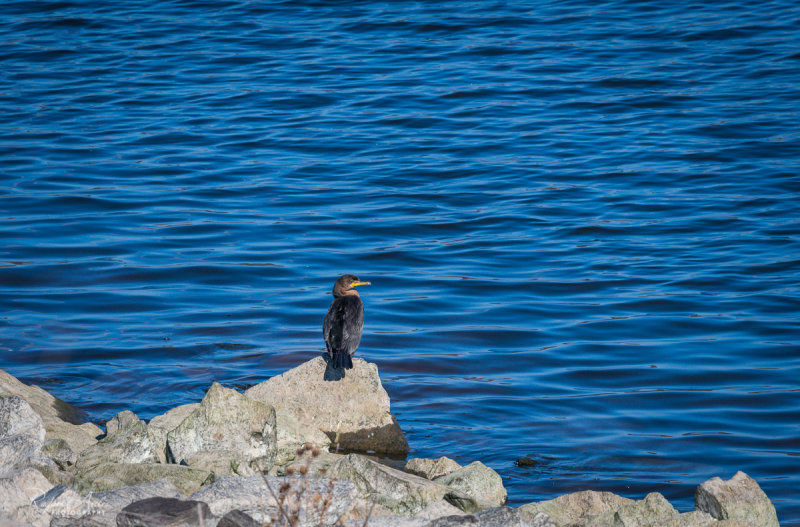Lonesome cormorant