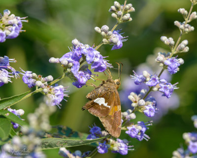 g10/45/52545/3/165943736.B2vMMXY7.jpg