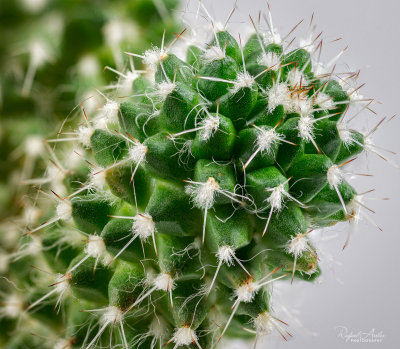 A prickly subject