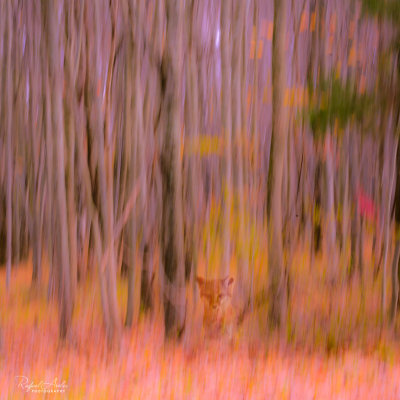 Fox in forest fantasy