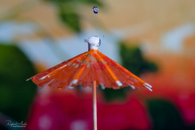 Always good to have an umbrella, even if it is just a few drops...