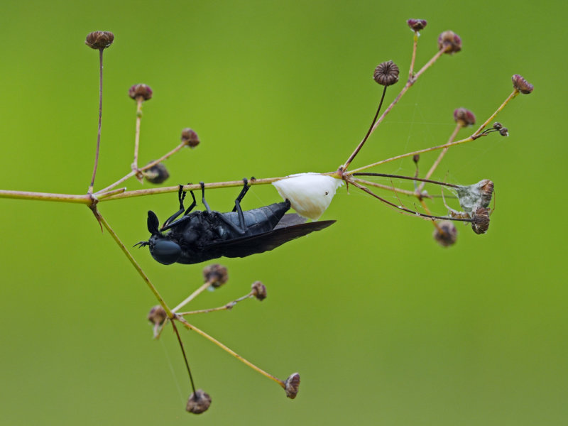 TAON / Tabanus atratus ( Oeufs )