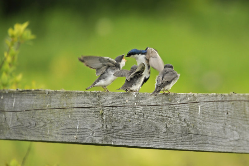 Tree Swallow / Hirondelle bicolore