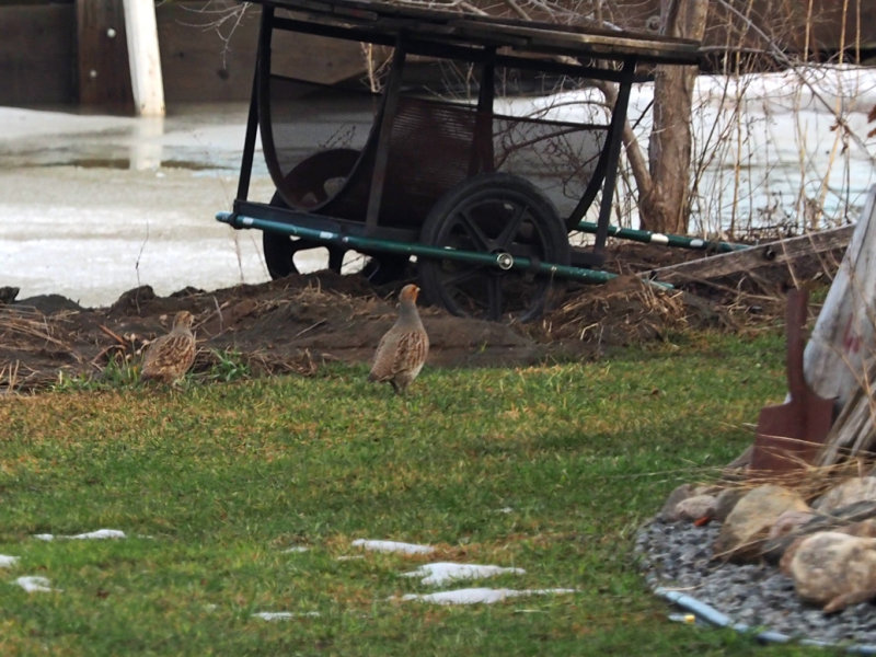 GRAY PARTRIDGE / PERDRIX GRISE dans la cour