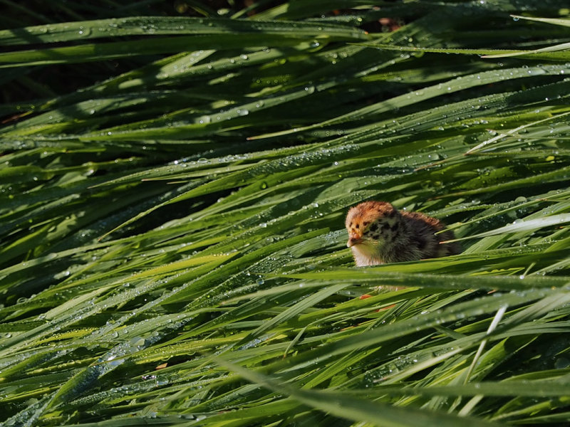 CHICKS of GRAY PARTRIDGE / POUSSINS de PERDRIX GRISE
