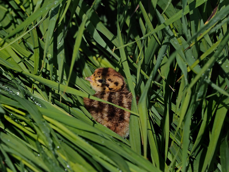 CHICK of GRAY PARTRIDGE / Poussin de PERDRIX GRISE