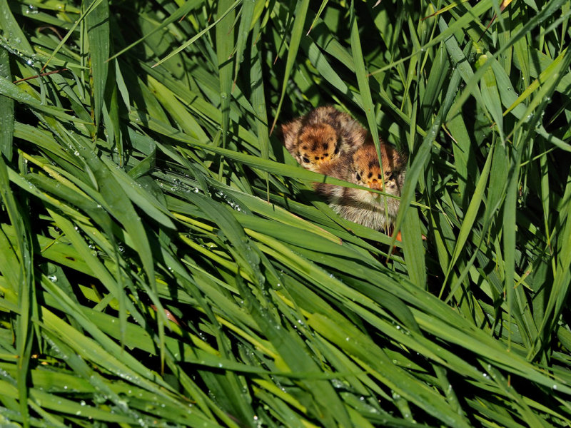 GRAY PARTRIDGE CHICK / POUSSINS de PERDRIX GRISE