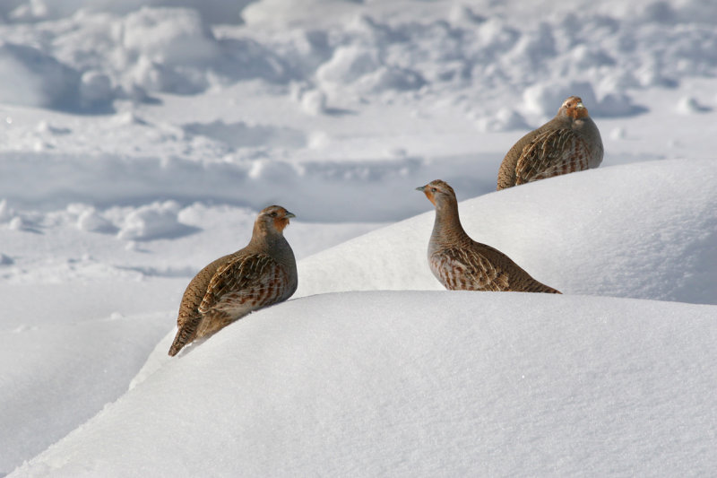 GRAY PARTRIDGE / PERDRIX GRISE