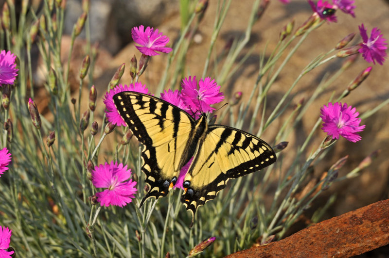 Papillon tigr du Canada